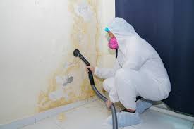 Best Mold Odor Removal Services  in Rolla, MO